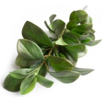 Floare decorativă Deco Peperomia