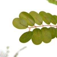 Floare decorativă Deco Phyllanthus Emblica 160cm imaginea #2 — magazin online Desire.md
