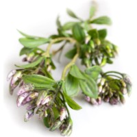 Floare decorativă Deco Buxus imaginea #2 — magazin online Desire.md