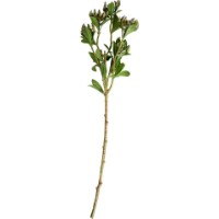 Floare decorativă Deco Buxus