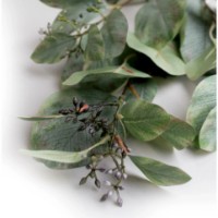 Floare decorativă Deco Eucalyptus imaginea #2 — magazin online Desire.md