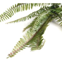 Floare decorativă Deco Fern imaginea #2 — magazin online Desire.md
