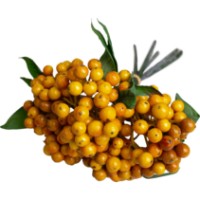 Floare decorativă Deco Piracanta imaginea #2 — magazin online Desire.md