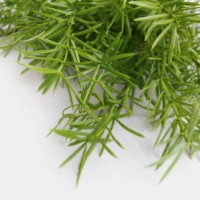 Floare decorativă Deco Rosemary imaginea #2 — magazin online Desire.md