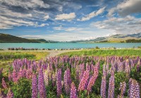 Пазл Clementoni 1500 Lupins At Lake Tekapo (31731) 