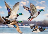Puzzle Trefl 1000 Mallards in Flight (99278)