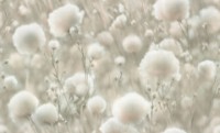 Обои Palitra Life PL72543-72 Cottonia