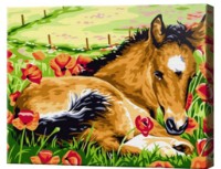 Tablou pe numere Art Gallery Premium Foal (CX4901)