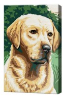 Tablou pe numere Art Gallery Premium Labrador (CX3801)