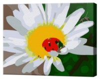 Tablou pe numere Art Gallery Premium Ladybug On Chamomile (CX4220)