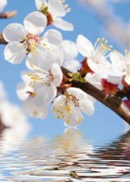 Фотообои Decocode 31-0017-FL