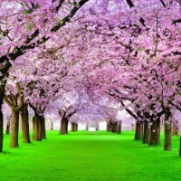 Фотообои Decocode 31-0429-HH