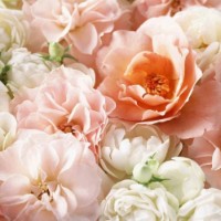 Fototapete Decocode 016-26-DE