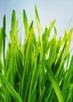 Fototapete Decocode 21-0175-PG