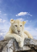 Fototapete Decocode 21-0206-NL