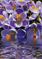 Fototapete Decocode 21-0222-FV