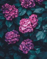 Tablou pe numere Brushme Fairy Hydrangea (BS54274)