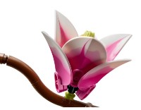 Set de construcție Lego Botanicals: Magnolia Branches (11510) imaginea #2 — magazin online Desire.md