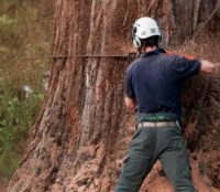 Ferăstrău cu lanţ pe benzină Husqvarna 61 18 3/8 H42 SN (967062318) imaginea #3 — magazin online Desire.md