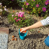 Plantator manual Gardena (3412-20) imaginea #3 — magazin online Desire.md