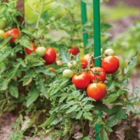 Suport plante Bradas TYP20210 imaginea #2 — magazin online Desire.md