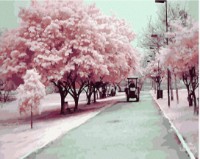 Tablou pe numere Colora Blooming Alley 40x50cm (G404)
