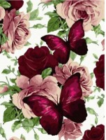 Tablou pe numere Colora Butterflys 30x40cm (EX7749)