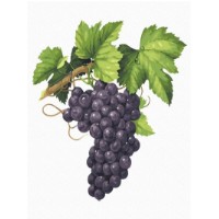 Картина по номерам Colora Grapes 30x40cm (EX7775)