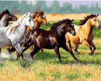 Tablou pe numere Colora Wild Horses 40x50cm (GX41771)