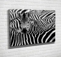 Pictură ArtShop Zebras 75x50cm (PBW24-M-PL)