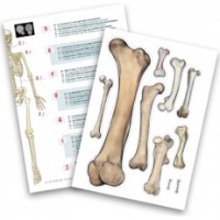 Set de cercetare pentru copii Buki BK2181 imaginea #3 — magazin online Desire.md