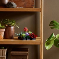 Set de construcție Lego Botanicals: Succulents (10309) imaginea #2 — magazin online Desire.md