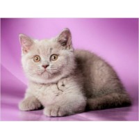 Tablou pe numere PRC 30x40cm (PB6795)