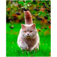 Tablou pe numere PRC Hunting Cat 30x40cm (PB6581)