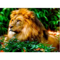 Tablou pe numere PRC Lion In Nature 30x40cm (PB6809)