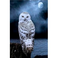 Tablou pe numere PRC Owl At Night 30x40cm (PB6411)