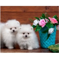 Tablou pe numere PRC Puppies 30x40cm (PB6567)