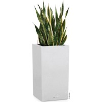 Ghiveci Lechuza Canto Stone 30 High Quartz White imaginea #2 — magazin online Desire.md