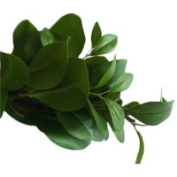 Floare decorativă Casa Masa Dafin 66cm (HG976) imaginea #2 — magazin online Desire.md