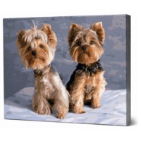 Tablou pe numere Art Gallery Premium Pui de Yorkshire Terrier (GX42930)