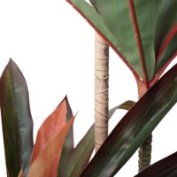 Floare decorativă Deco Dracaena Red 220cm imaginea #2 — magazin online Desire.md