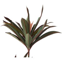 Floare decorativă Deco Dracaena Red 220cm imaginea #3 — magazin online Desire.md