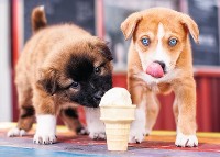 Puzzle Trefl 500 Ice cream Time! (37272)