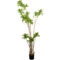 Декоративный цветок Deco Dracaena Reflexa