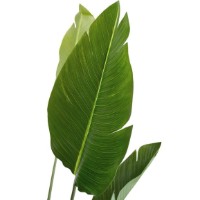 Декоративный цветок Deco Strelitzia 170cm фото №2 — интернет-магазин Desire.md