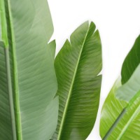 Декоративный цветок Deco Strelitzia 250cm фото №2 — интернет-магазин Desire.md