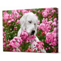 Tablou pe numere Art Gallery Econom Labrador printre flori 40x50cm (GX41177)
