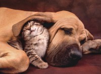 Пазл Clementoni 500 Cuddles (35020) фото №1 — интернет-магазин Desire.md