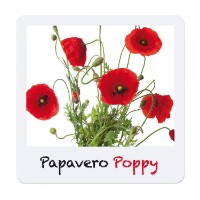 Set de cercetare pentru copii Quercetti Play Green small Poppy (0673) imaginea #4 — magazin online Desire.md