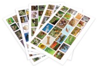 Настольная игра Noriel Cine stie castiga! - Regatul animalelor (NOR4406) фото №3 — интернет-магазин Desire.md